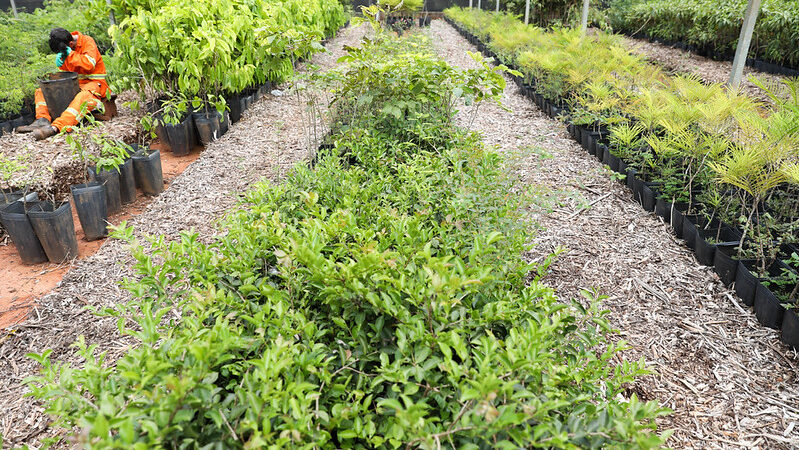 Brasília mais verde: DF atinge marca de 218 mil árvores plantadas