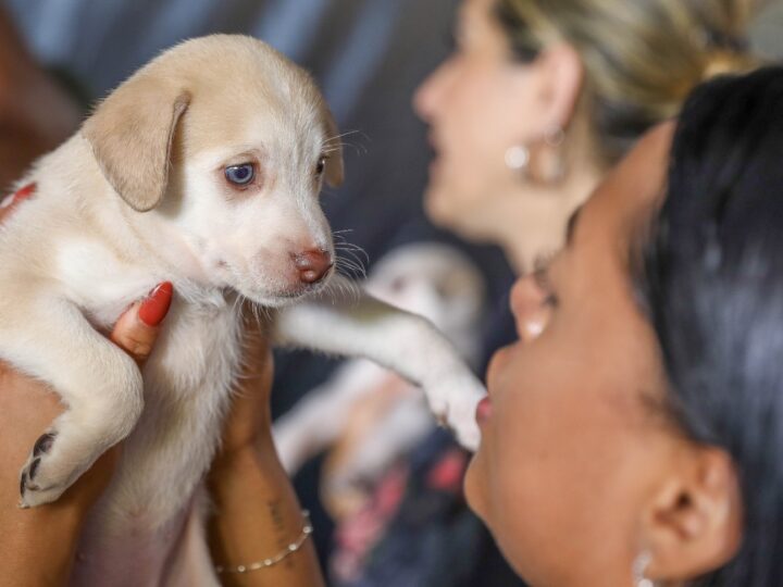 Distrito Federal lança cadastro oficial para identificar cães e gatos