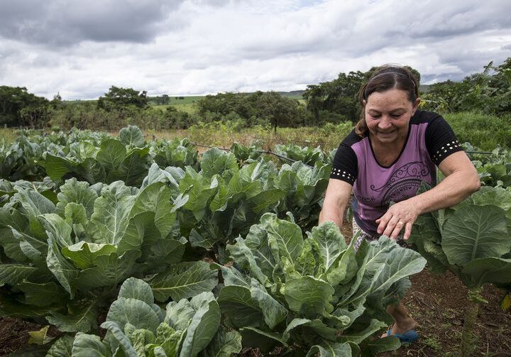 Brazlândia oferece cursos gratuitos de morango e empreendedorismo