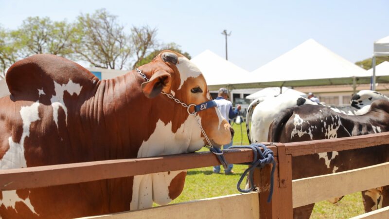 Siagro-DF: sistema terá manutenção programada e ficará fora do ar