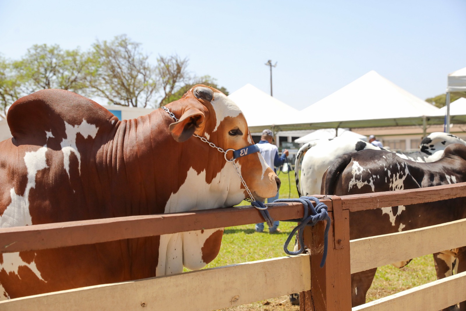 Siagro-DF: sistema terá manutenção programada e ficará fora do ar