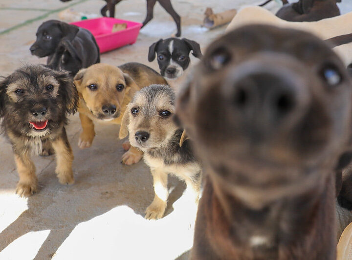 GDF consolida bem-estar animal por meio de secretaria especializada