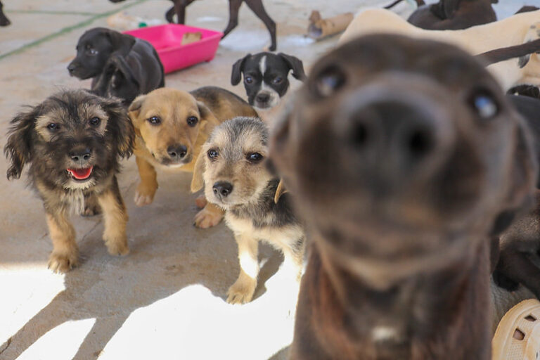 GDF consolida bem-estar animal por meio de secretaria especializada