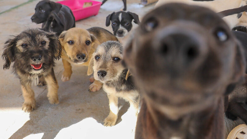 GDF consolida bem-estar animal por meio de secretaria especializada