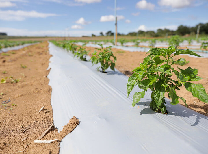 Crédito rural de 65 milhões impulsiona a produção no campo