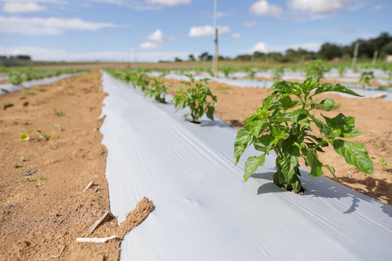 Crédito rural de 65 milhões impulsiona a produção no campo