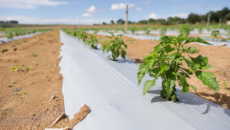 Crédito rural de 65 milhões impulsiona a produção no campo