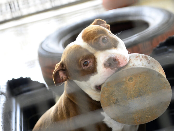 Cães resgatados pela Zoonoses esperam por um novo lar no DF