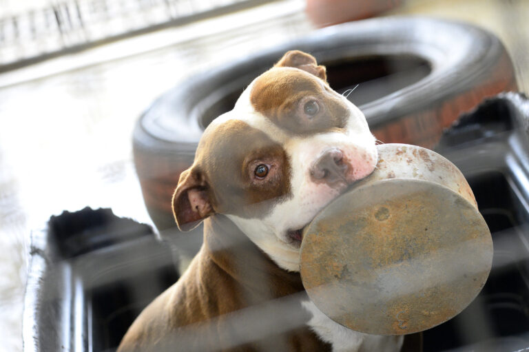 Cães resgatados pela Zoonoses esperam por um novo lar no DF