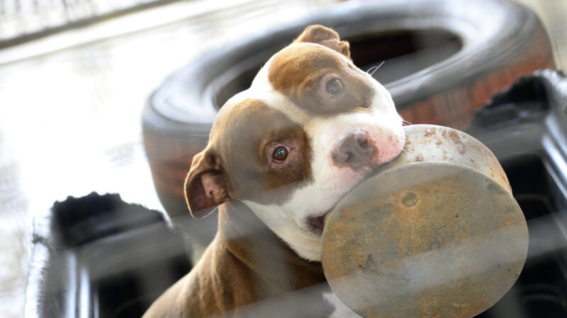 Cães resgatados pela Zoonoses esperam por um novo lar no DF