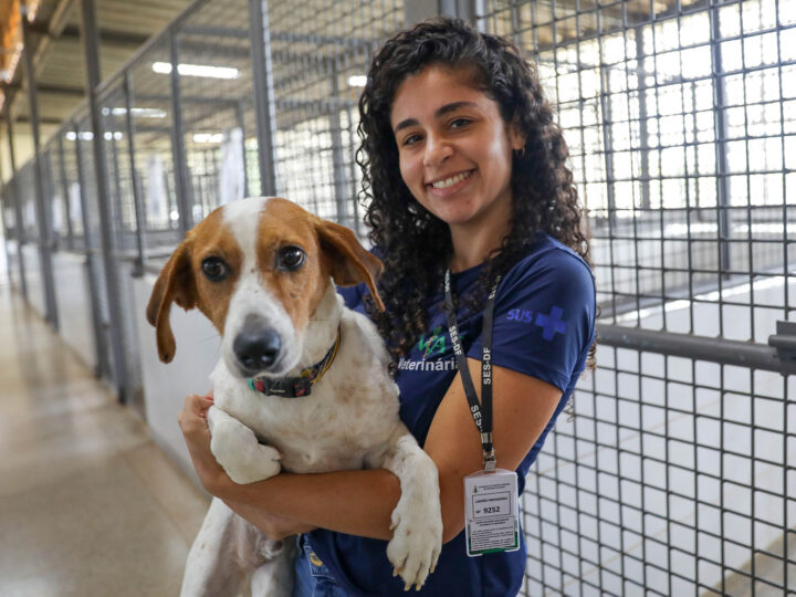 Cães da Zoonoses do DF aguardam por adoção há mais de um ano