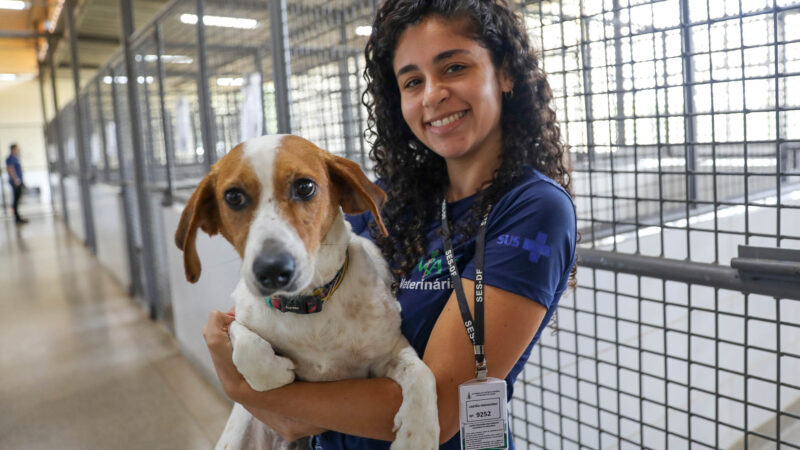 Cães da Zoonoses do DF aguardam por adoção há mais de um ano