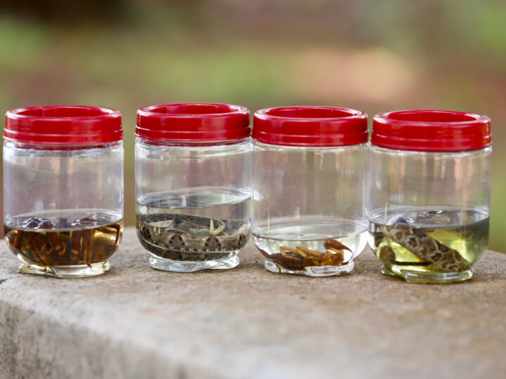 Escorpiões e cobras geram milhares de atendimentos na rede de saúde