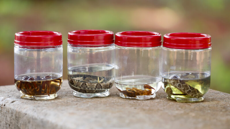 Escorpiões e cobras geram milhares de atendimentos na rede de saúde