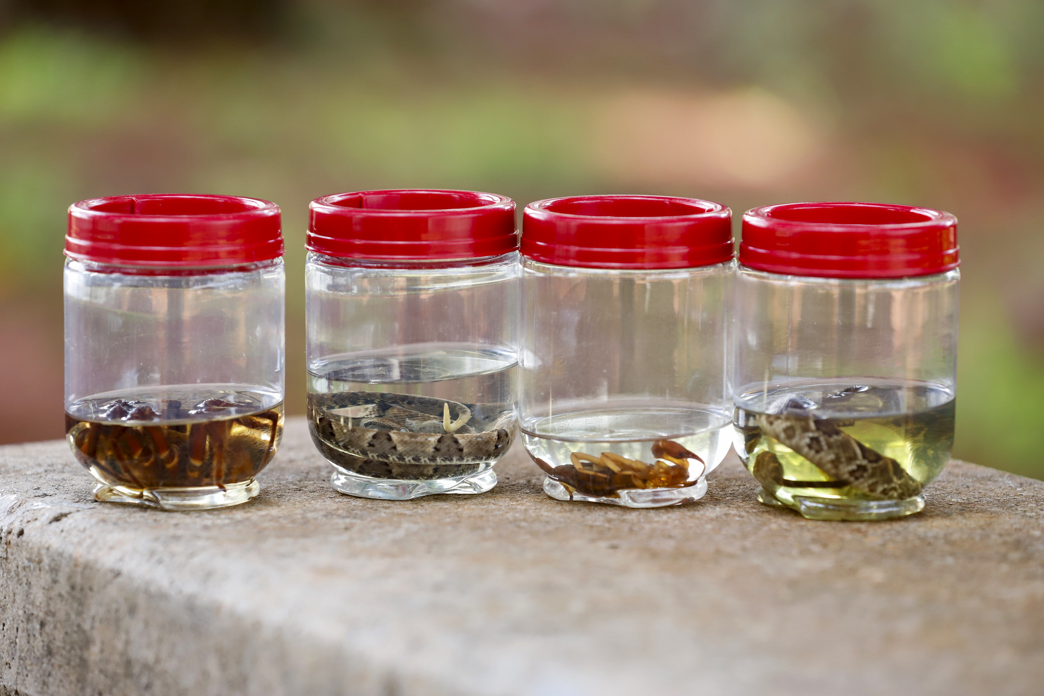 Escorpiões e cobras geram milhares de atendimentos na rede de saúde