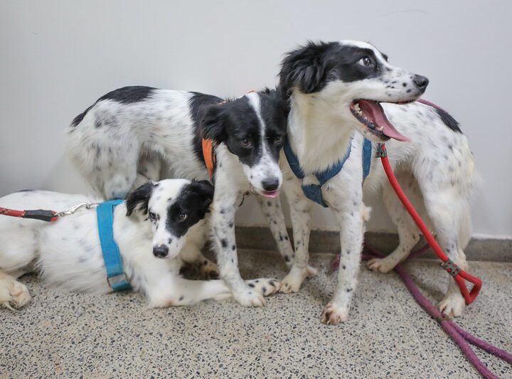 Castração gratuita no DF oferece exames e microchipagem