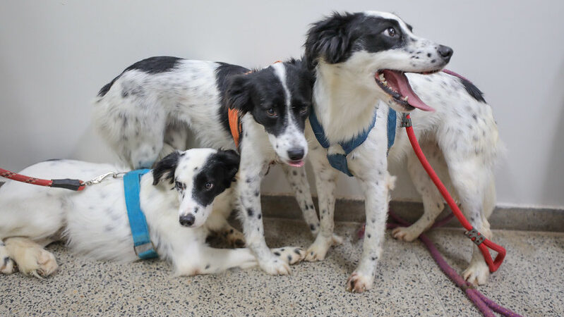 Castração gratuita no DF oferece exames e microchipagem