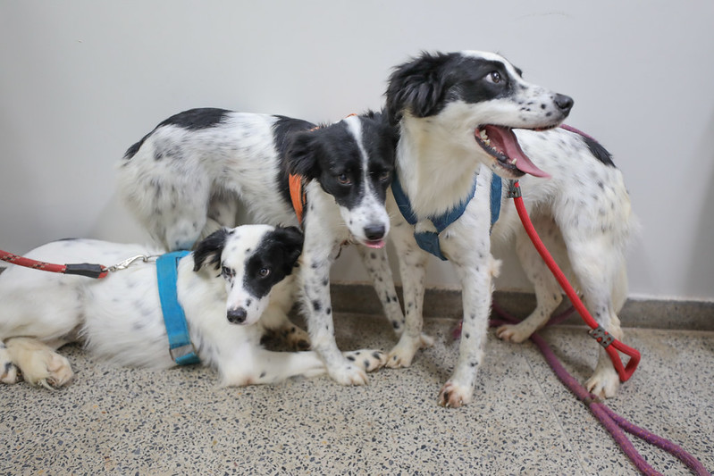 Castração gratuita no DF oferece exames e microchipagem