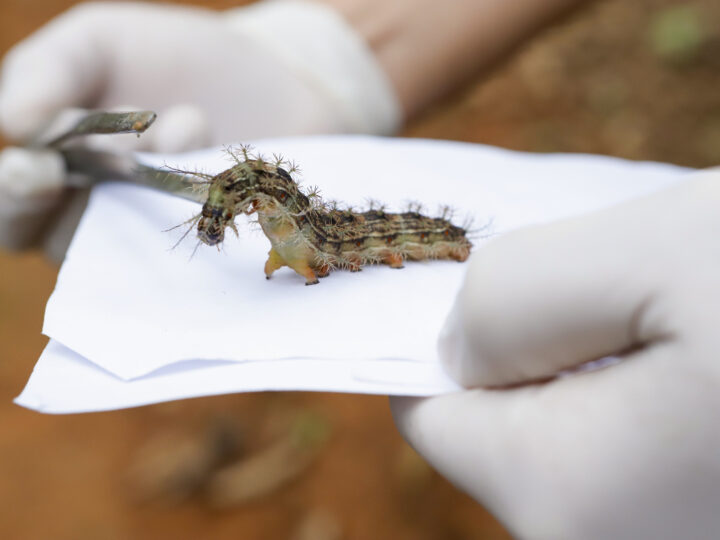 Lagartas são recolhidas no Lago Sul para produzir soro antiveneno