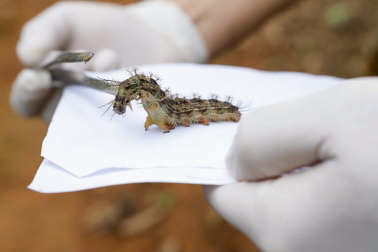 Acidentes com lagartas ocorrem pelo contato com o animal, que geralmente ocupa árvores ou vegetação próxima. Foto: Jhonatan Cantarelle/Agência Saúde DF
