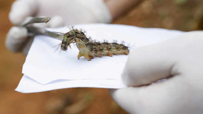 Lagartas são recolhidas no Lago Sul para produzir soro antiveneno
