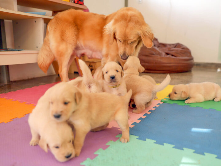 Filhotes de Golden Retriever iniciam treino para cão-guia no DF