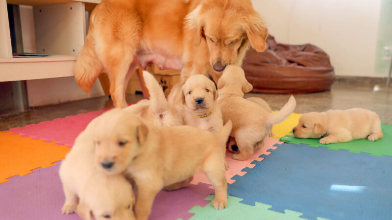 Filhotes de Golden Retriever iniciam treino para cão-guia no DF
