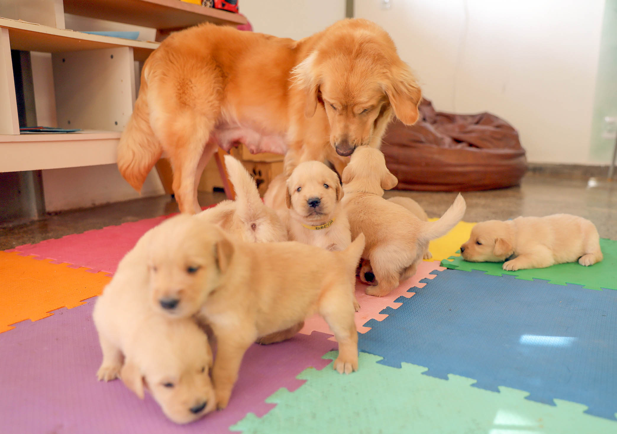 Filhotes de Golden Retriever iniciam treino para cão-guia no DF
