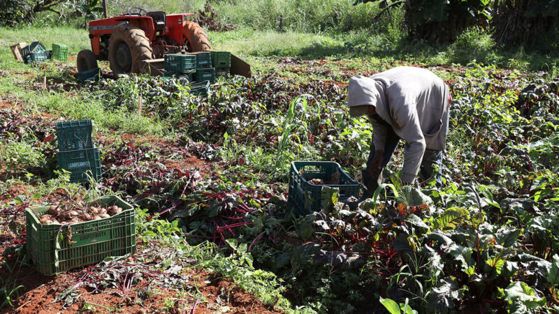Agricultura familiar movimenta R$ 184 milhões nas escolas do DF