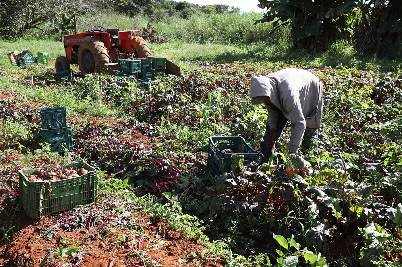 Agricultura familiar movimenta R$ 184 milhões nas escolas do DF