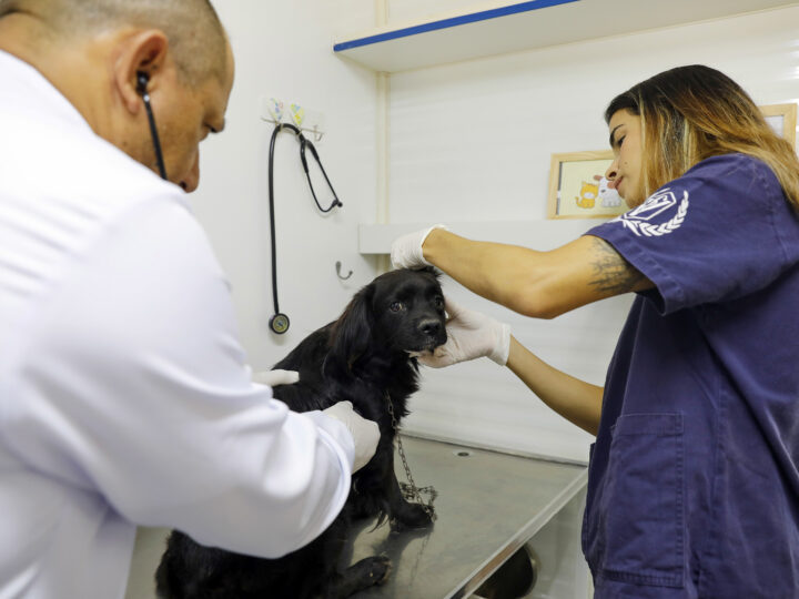 Hvep Móvel chega ao Paranoá com atendimento veterinário gratuito