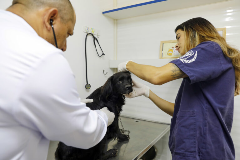 O Hvep Móvel oferece atendimentos veterinários básicos para cães e gatos da comunidade | Foto: Lúcio Bernardo Jr./Agência Brasília