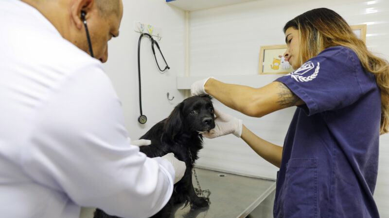 Hvep Móvel chega ao Paranoá com atendimento veterinário gratuito