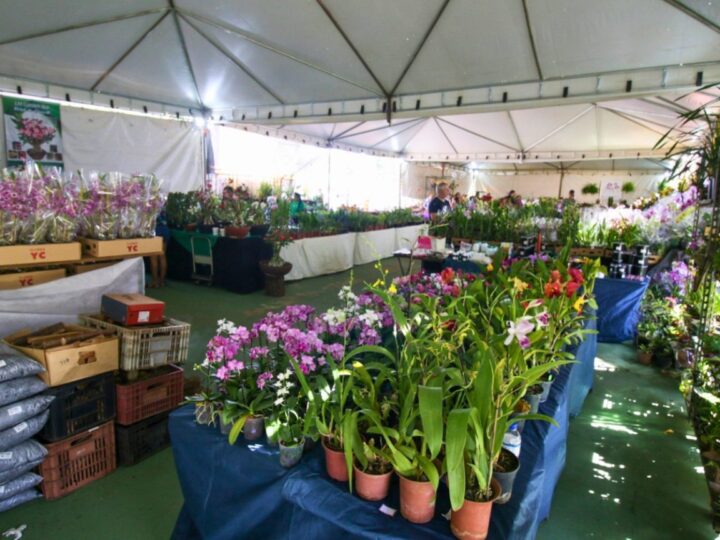 Brasília recebe feira gratuita de orquídeas e plantas ornamentais