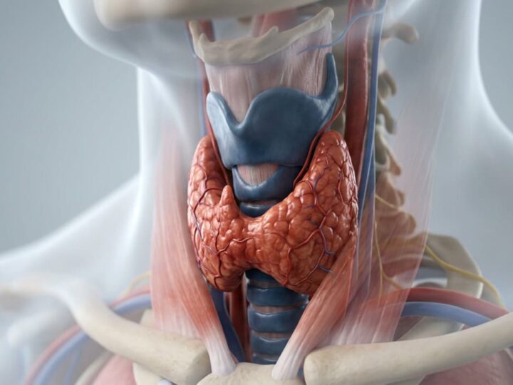 Magnésio ajuda a prevenir doenças da tireoide e ajuda o metabolismo