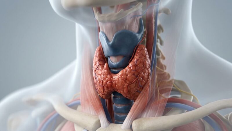 Magnésio ajuda a prevenir doenças da tireoide e ajuda o metabolismo