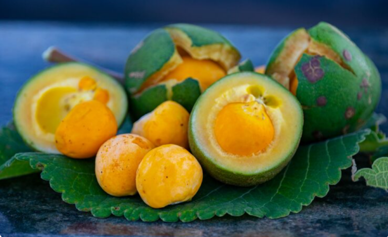O pequi é rico em substâncias bioativas, reunindo ácidos graxos, vitaminas e antioxidantes associados a efeitos anti-inflamatórios e cicatrizantes | Foto: Divulgação/Freepik