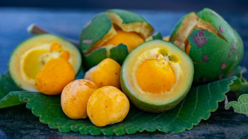 Pesquisa do DF utiliza óleo de pequi para curar inflamações