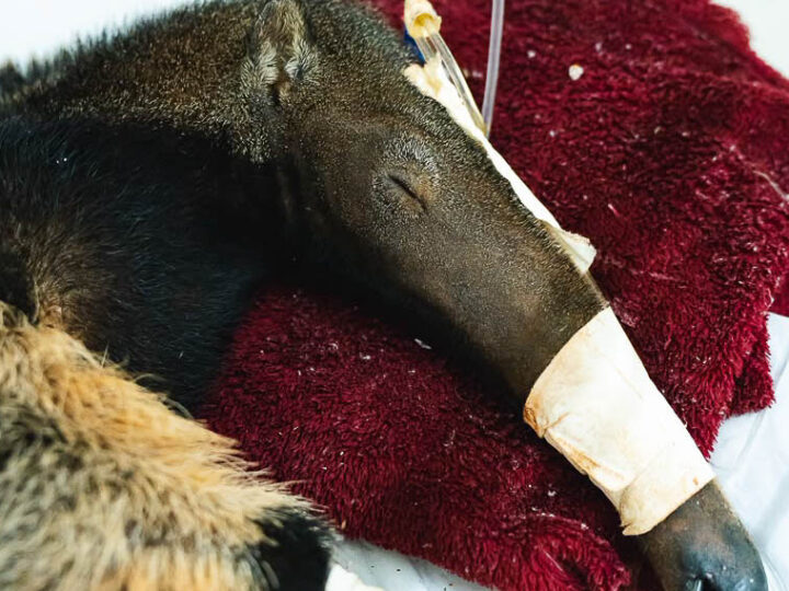 DF se destaca no tratamento e reabilitação de animais silvestres
