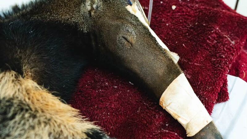 DF se destaca no tratamento e reabilitação de animais silvestres