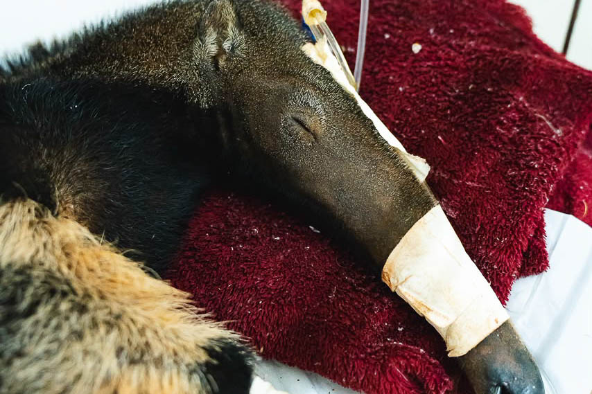 DF se destaca no tratamento e reabilitação de animais silvestres
