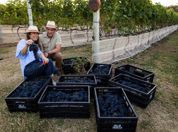Enoturismo no DF traz colheita de uvas e degustação