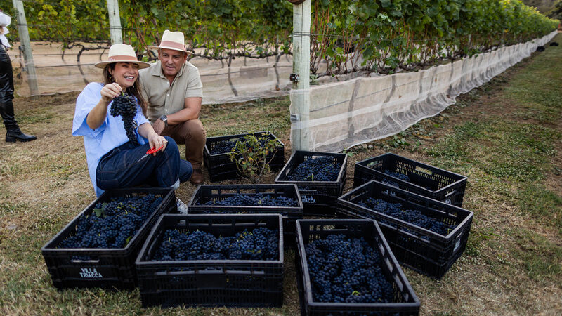 Enoturismo no DF traz colheita de uvas e degustação