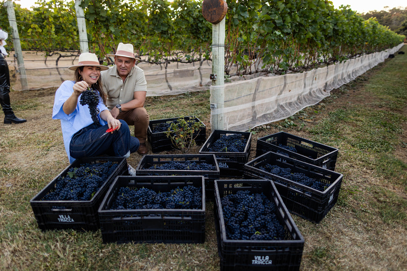 Enoturismo no DF traz colheita de uvas e degustação