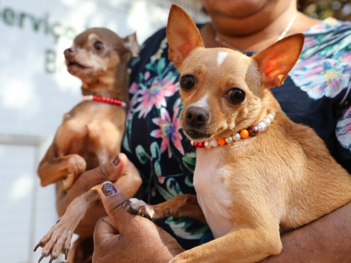 Castração gratuita de cães e gatos abre 600 vagas no Recanto