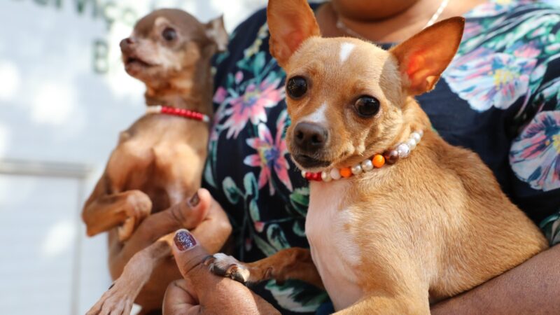 Castração gratuita de cães e gatos abre 600 vagas no Recanto