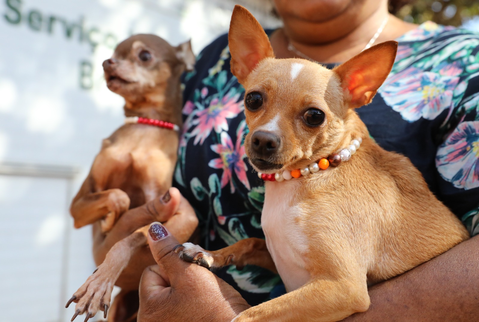 Castração gratuita de cães e gatos abre 600 vagas no Recanto