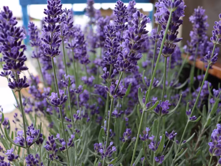 Produção de lavanda cresce no Distrito Federal e gera novos produtos
