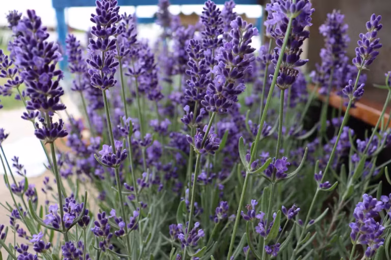 Produção de lavanda cresce no Distrito Federal e gera novos produtos