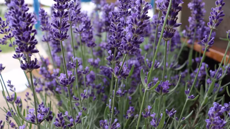 Produção de lavanda cresce no Distrito Federal e gera novos produtos